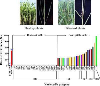 Genetic identification of SNP markers and candidate genes associated with sugarcane smut resistance using BSR-Seq